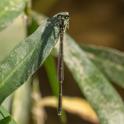 Ischnura posita (Fragile Forktail) male-2.jpg